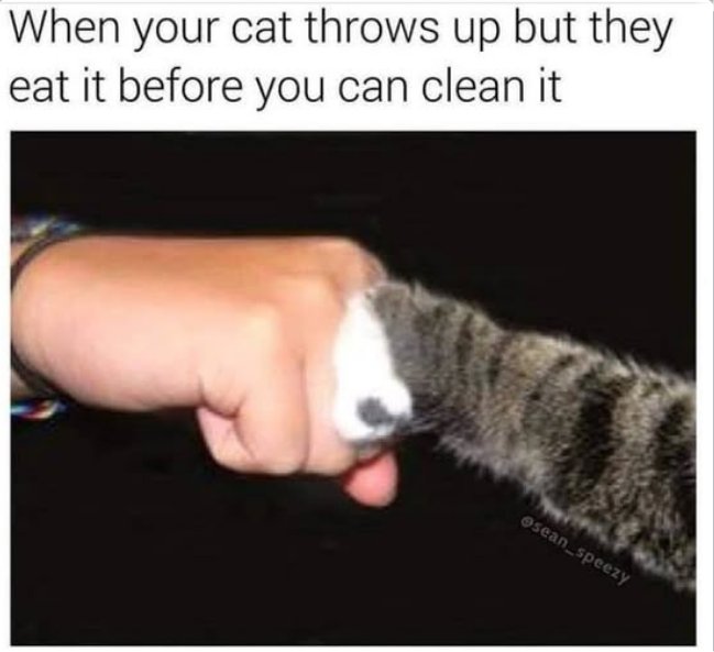 caturday clean majorgeeks.jpg